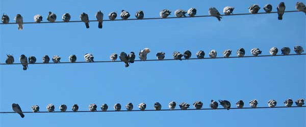 rdb_birdsonwire_header